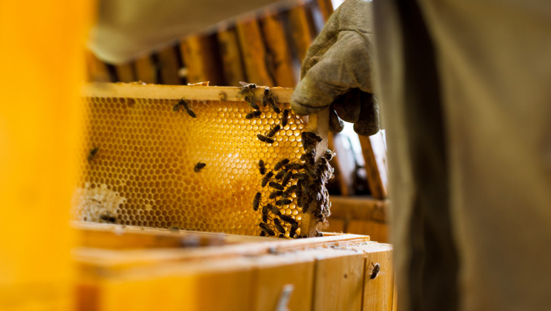 Основни причини за намаляване на пчелите при зимуване