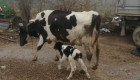 Продавим черно-шарени крави,юници и телета - Снимка 1