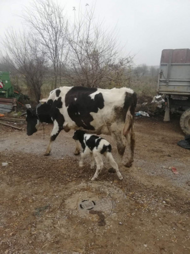 Продавим черно-шарени крави,юници и телета - Снимка 1
