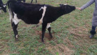 Продавим черно-шарени крави,юници и телета - Снимка 2