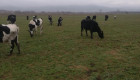 Продавим черно-шарени крави,юници и телета - Снимка 3