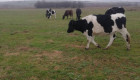 Продавим черно-шарени крави,юници и телета - Снимка 4