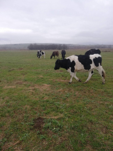 Продавим черно-шарени крави,юници и телета - Снимка 4