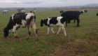 Продавим черно-шарени крави,юници и телета - Снимка 5