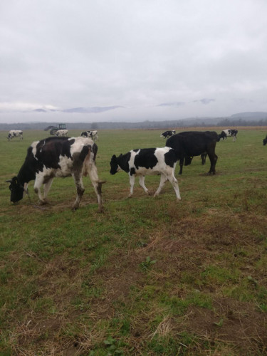 Продавим черно-шарени крави,юници и телета - Снимка 5