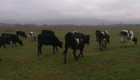 Продавим черно-шарени крави,юници и телета - Снимка 6