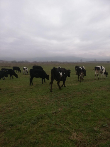 Продавим черно-шарени крави,юници и телета - Снимка 6