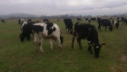 Продавим черно-шарени крави,юници и телета - Снимка 7
