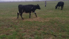 Продавим черно-шарени крави,юници и телета - Снимка 8