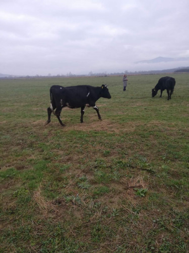 Продавим черно-шарени крави,юници и телета - Снимка 8