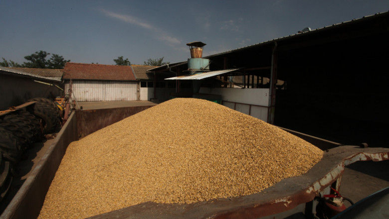 Борси: Пшеницата с рекордни нива