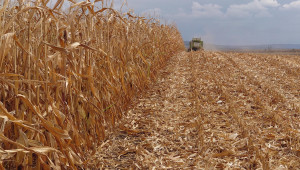 Добруджанци произведоха близо 700 000 тона царевично зърно - Agri.bg