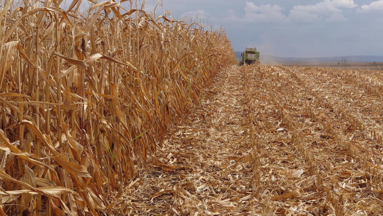 Добруджанци произведоха близо 700 000 тона царевично зърно