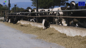 Ето как да намалите метана само чрез храненето на животните