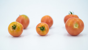 Търси се перфектният домат - дай своя глас