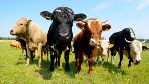 Масови продажби и в месодайното говедовъдство - Снимка 1