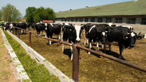 Създават Областен съвет по животновъдство в Добрич