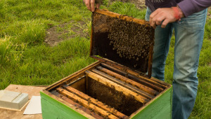 Невероятно, но факт: Без отровени пчели в Добруджа!