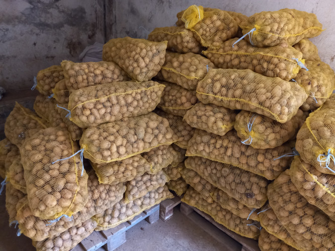 Продавам картофи сорт Сорая - Снимка 1