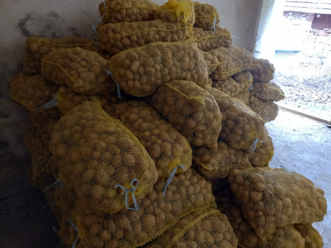 Продавам картофи сорт Сорая - Снимка 3