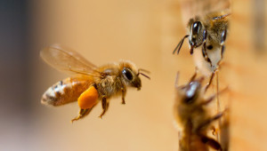 Полезно: За социалния имунитет на медоносните пчели