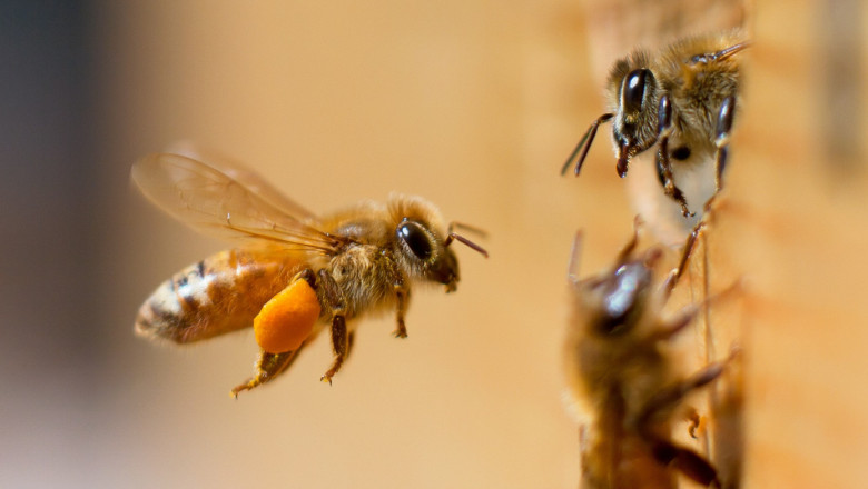 Полезно: За социалния имунитет на медоносните пчели