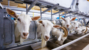 Нови ферми за кози, овце и коне в Пловдивско