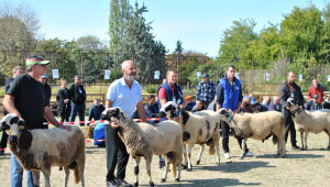 Предстои онлайн аукцион на овце