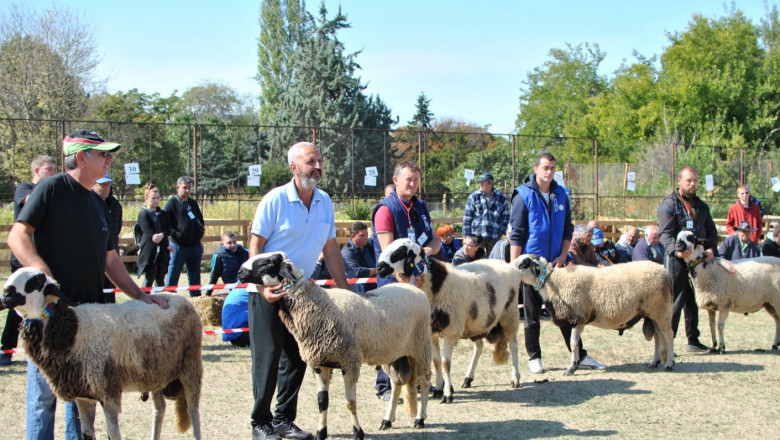 Предстои онлайн аукцион на овце