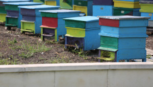 Пчелари, заявявате помощ за унищожени пчелни семейства от 3 декември - Agri.bg