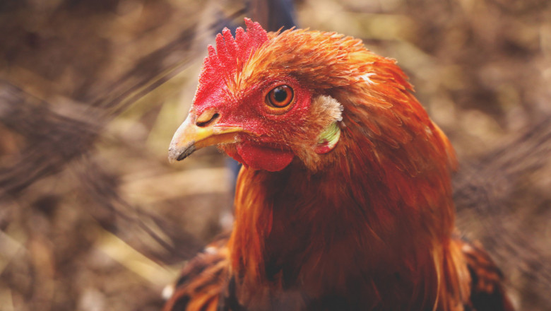 Птичият грип удари обект с 80 хиляди кокошки