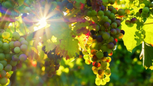 Вижте предложената стратегия за лозаро-винарския сектор