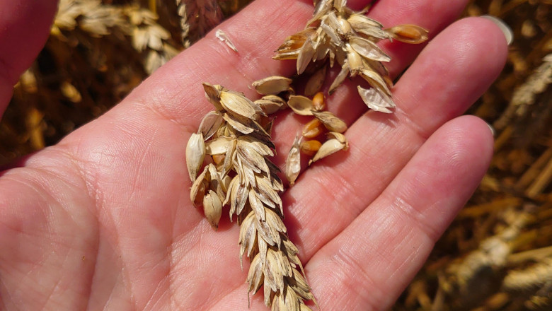 Финално: В Добруджа засяха пшеницата от новата реколта
