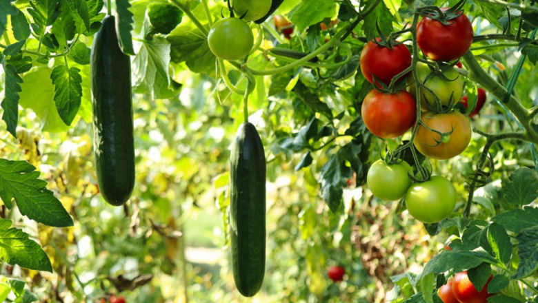 Лоши прогнози за родното зеленчукопроизводство