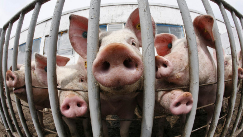 България излезе от черния списък във връзка с чумата по свинете