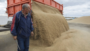 Борси: Зърното продължава да поевтинява
