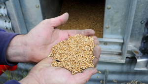 Борсов анализатор: Цената на пшеницата се нормализира, но няма нищо сигурно