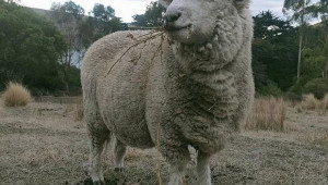 Овца стана Tik Tok звезда