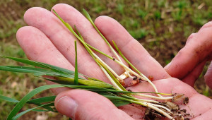 Въпреки късната сеитба: Няма опасност за пшениците в Добруджа