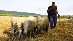 Ще могат ли животновъдите да се пенсионират като втора категория труд?