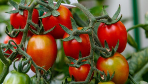 Агроиновации: Цифрова верига на доставки на оранжерийни домати