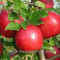 Овощен посадъчен материал- Фиданки Ябълки