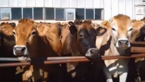 Секторът алармира: Млякото от Българското родопско говедо е на изчезване
