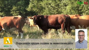 2021 за месодайното говедовъдство: Масова разпродажба няма просто защото липсват купувачи - Agri.bg