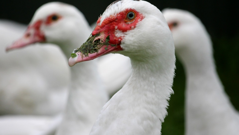 Птичи грип плъзна във ферма за патици