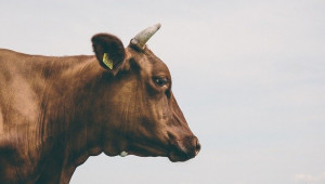 Мит: Кравите отделят повече парникови газове от транспорта