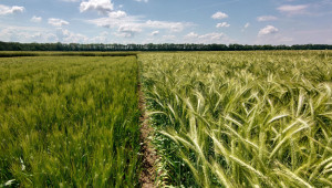 Зърнопроизводство 2021: 10-годишен рекорд в добивите от пшеница в Добруджа - Снимка 2