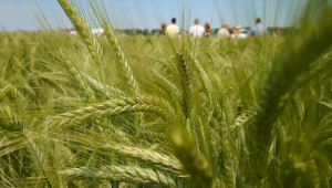 Зърнопроизводство 2021: 10-годишен рекорд в добивите от пшеница в Добруджа - Снимка 3