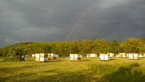 2021 за пчеларите: Надеждата се крие в новите интервенции
