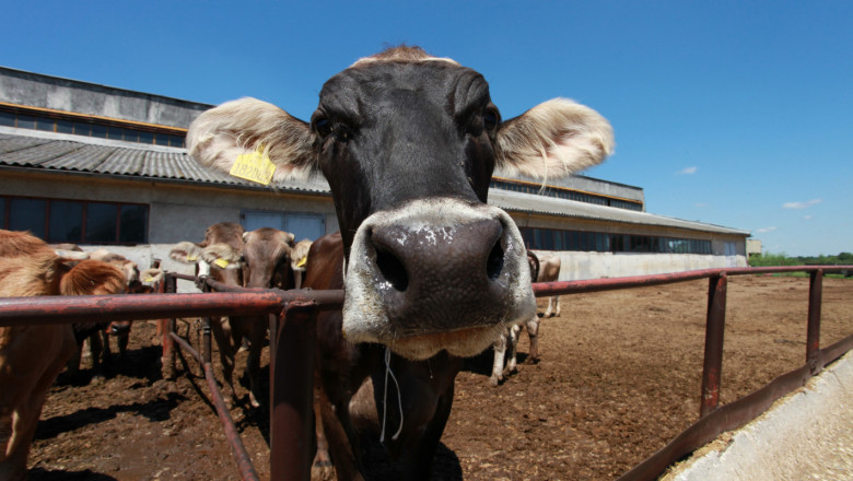Прогнози: Какво предстои за животновъдите до 2031 г.?